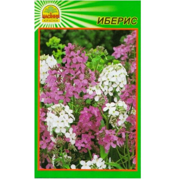 iberis