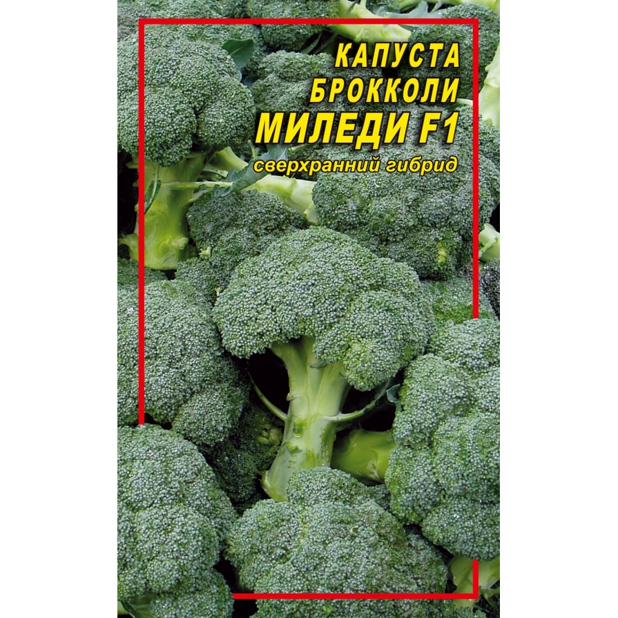 Капуста брок Миледи_1 kapusta-brok-myledy_1