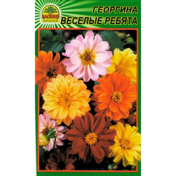 Насіння країни Георгина Веселые ребята - 15шт.