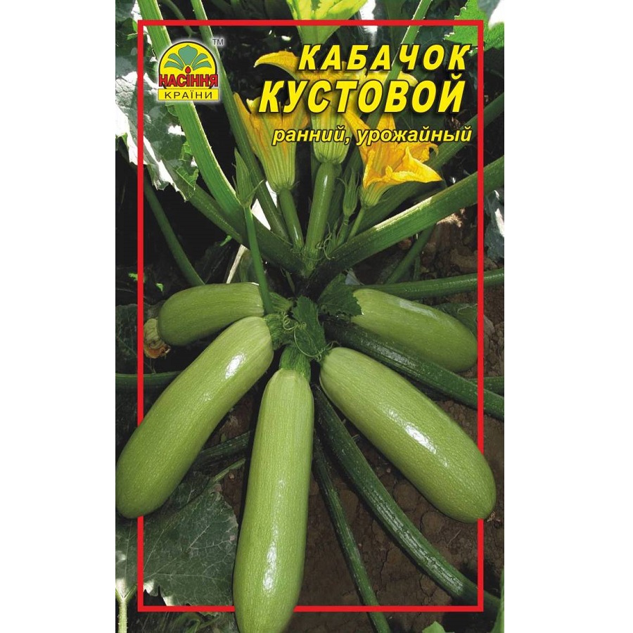 Кабач_Кустовой kabach_kustovoj-1