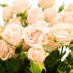 1521266801_w640_h640_roza-sprej