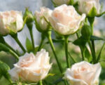 rose-yana-b