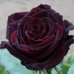 roza-chernii-baron-black-baron-500x500-1
