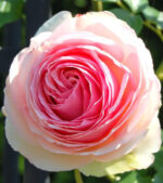 2182816070_w640_h640_roza-eden-rose