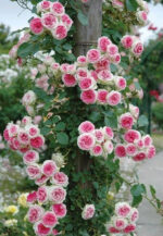 2182816075_w640_h640_roza-eden-rose