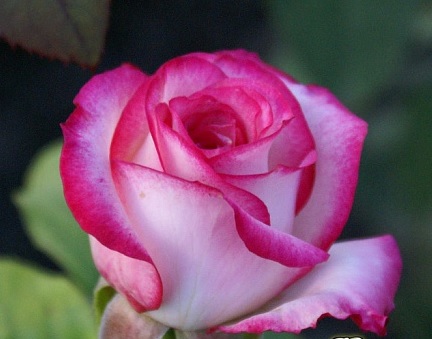 ll57f9rvhacqeydenbnka