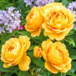 roza-angliyskaya-golden-selebreyshn_1