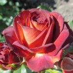 roza-braun-shuger-brown-sugar-500x500-1