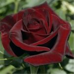 roza_chayno_gibridnaya_black_magic-500x500-1