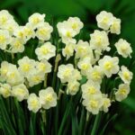 fbbafac4633dc6cfecb96dc8f6c96b26