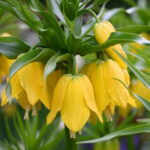 fritil-lutea
