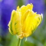texas_gold