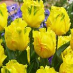 texas_gold_1