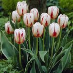 tulip-happy-generation-1