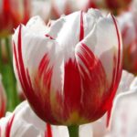 tulip-happy-generation