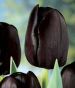 tulpan_triumf_queen_of_night_3sht-72974606230854