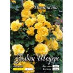 Троянда плетиста Голден Шауерс - Зображення 3