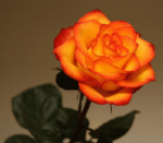 izobrazhenie_2021-10-15_110313