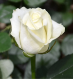 izobrazhenie_2021-10-15_111937