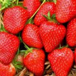 Саженцы среднеспелой клубники Лоретта 5 шт.
