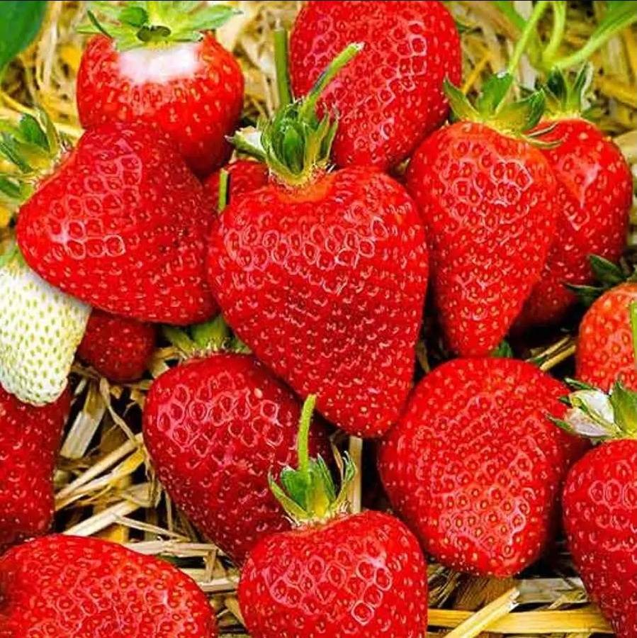 пегас Саженцы поздней клубники Pegas (Пегас) – 5 шт. — изображение 1