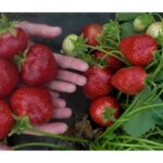 Саженцы среднеспелой крупноплодной клубники Верона – 5 шт.